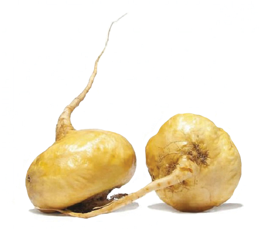 maca.jpg?1738081804784